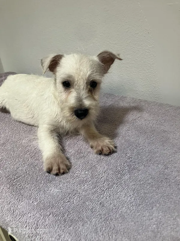 Stubby – West Highland White Terrier puppy for sale in Hammonton, NJ
