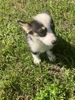 Paige, a male Pembroke Welsh Corgi for sale in Hammonton, NJ – 2 of 3