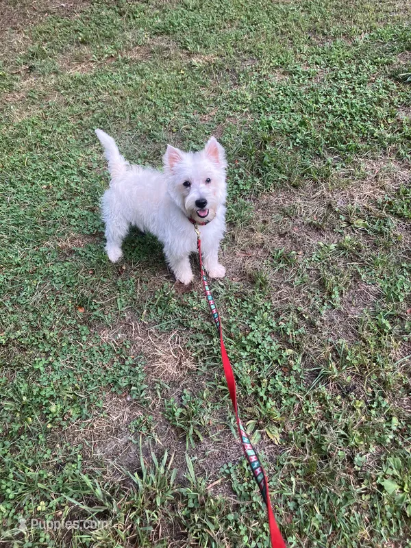 Angel  – West Highland White Terrier puppy for sale in Hammonton, NJ