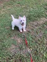 Angel , a female West Highland White Terrier for sale in Hammonton, NJ – 1 of 3