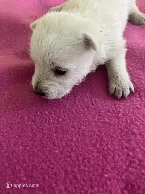 Willow – West Highland White Terrier puppy for sale in Hammonton, NJ
