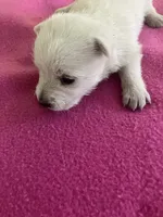Willow, a female West Highland White Terrier for sale in Hammonton, NJ – 1 of 1