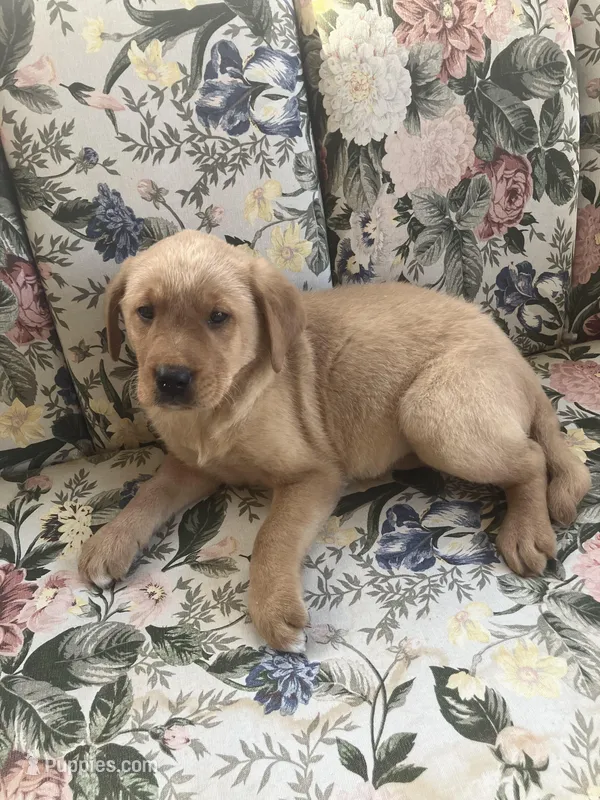 Lobo – Labrador Retriever puppy for sale in Hammonton, NJ