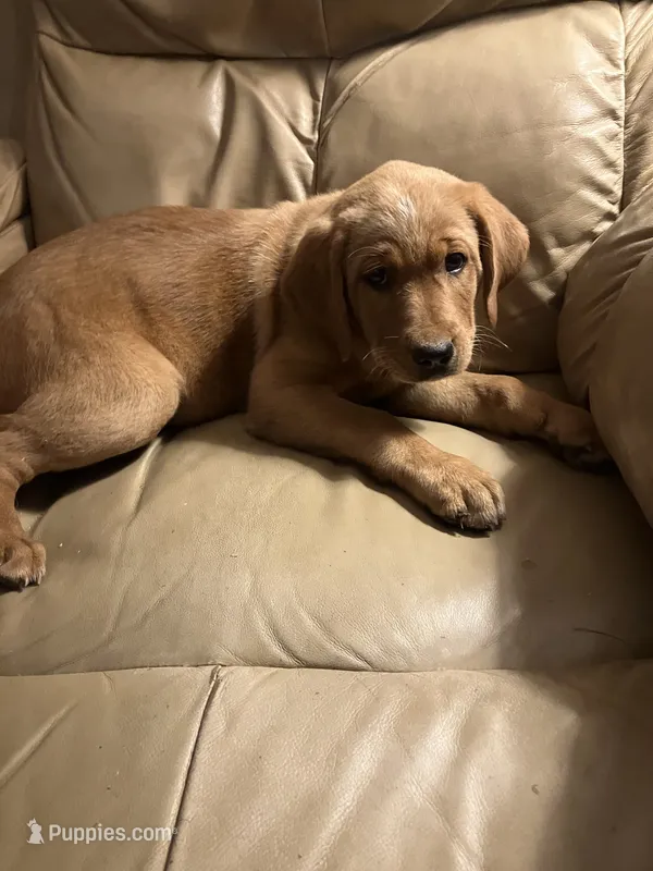 Lobo – Labrador Retriever puppy for sale in Hammonton, NJ