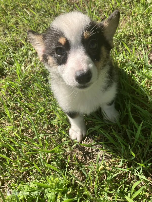 Paige – Pembroke Welsh Corgi puppy for sale in Hammonton, NJ