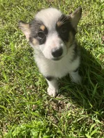 Paige, a male Pembroke Welsh Corgi for sale in Hammonton, NJ – 1 of 3