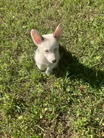 Patty, a male Pembroke Welsh Corgi for sale in Hammonton, NJ – 1 of 2