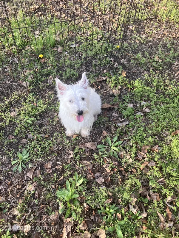 Mac – West Highland White Terrier puppy for sale in Hammonton, NJ