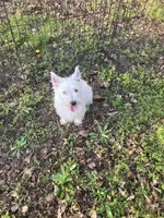 Mac, a male West Highland White Terrier for sale in Hammonton, NJ – 1 of 4