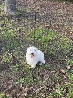 Mac, a male West Highland White Terrier for sale in Hammonton, NJ – 2 of 4