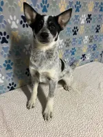 Annie, a female Australian Cattle Dog and Miniature Australian Shepherd for sale in Tampa, FL – Photo 2 of 2