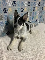 Annie, a female Australian Cattle Dog and Miniature Australian Shepherd for sale in Tampa, FL – Photo 1 of 2