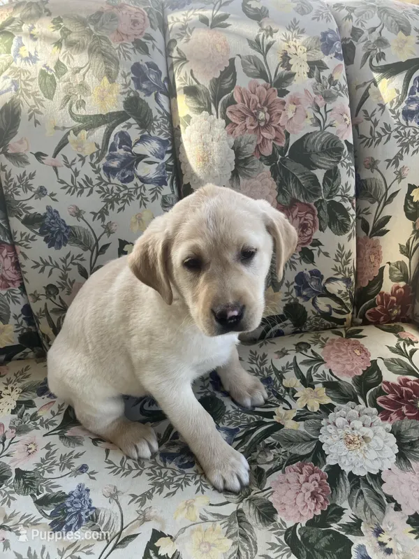 Lonnie – Labrador Retriever puppy for sale in Hammonton, NJ