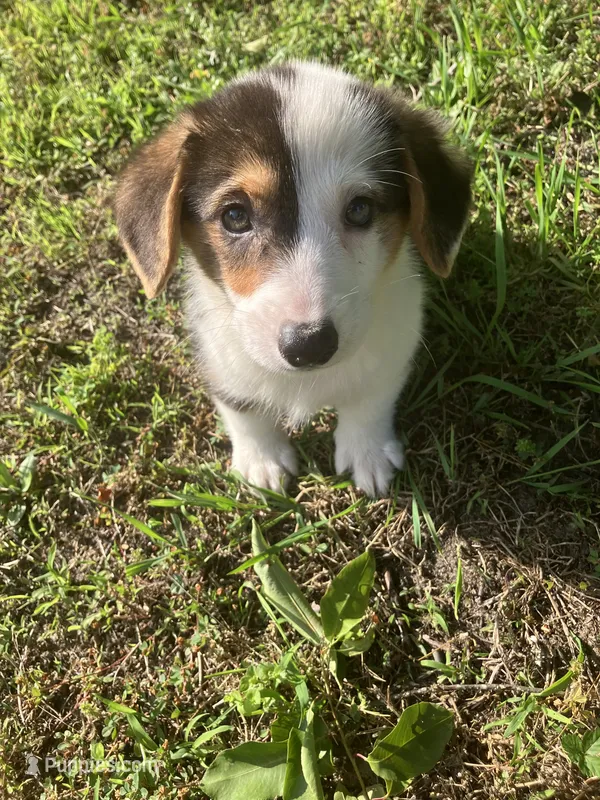 Parker – Pembroke Welsh Corgi puppy for sale in Hammonton, NJ