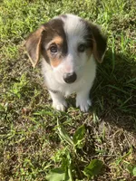Parker, a male Pembroke Welsh Corgi for sale in Hammonton, NJ – 1 of 2
