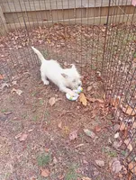 Witney, a female West Highland White Terrier for sale in Tampa, FL – Photo 1 of 2
