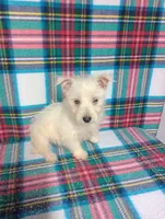 Witney, a female West Highland White Terrier for sale in Tampa, FL – Photo 2 of 2