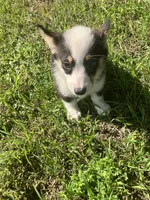 Paige, a male Pembroke Welsh Corgi for sale in Hammonton, NJ – 3 of 3
