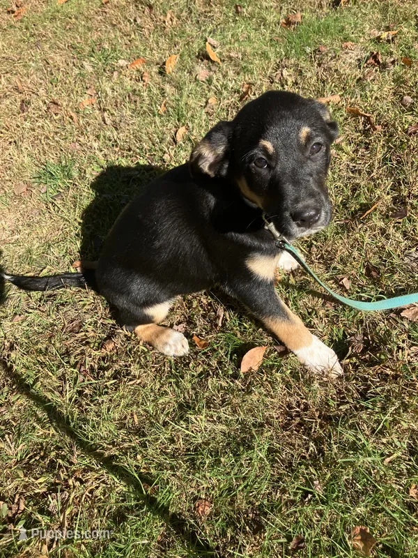 Rocky – Rottweiler, Labrador Retriever puppy for sale in Hammonton, NJ