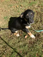 Rocky, a male Rottweiler and Labrador Retriever for sale in Hammonton, NJ – 1 of 2