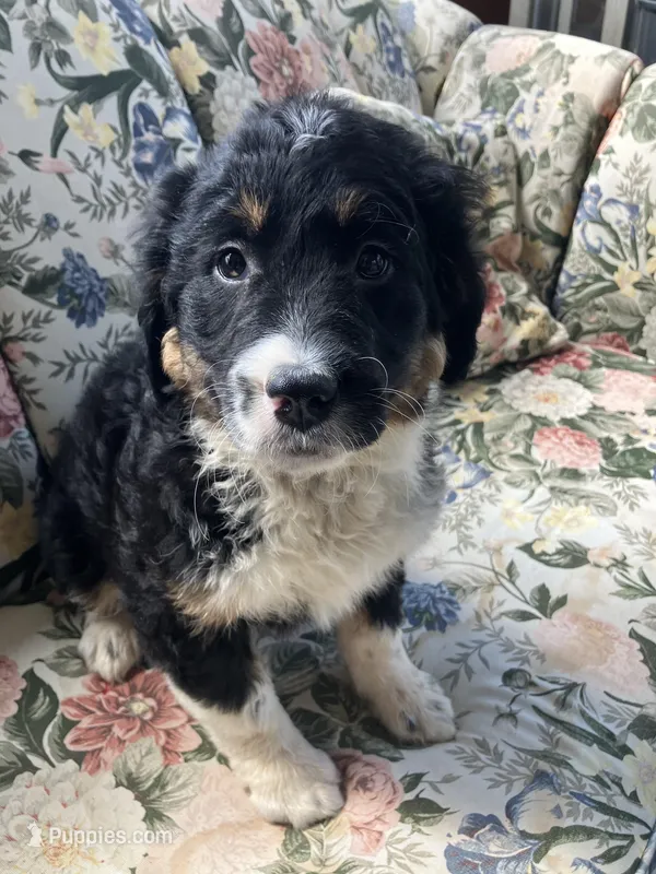 Bennie, a male Bernedoodle for sale in Hammonton, NJ – Photo 1 of 4