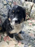 Bennie, a male Bernedoodle for sale in Hammonton, NJ – Photo 1 of 4