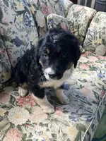 Bennie, a male Bernedoodle for sale in Hammonton, NJ – Photo 3 of 4