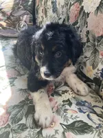 Bennie, a male Bernedoodle for sale in Hammonton, NJ – Photo 4 of 4