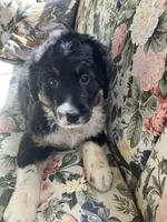 Bennie, a male Bernedoodle for sale in Hammonton, NJ – Photo 2 of 4