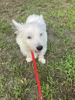 Mac, a male West Highland White Terrier for sale in Hammonton, NJ – 3 of 4