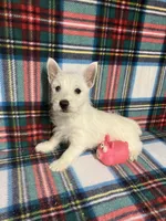 Willow, a female West Highland White Terrier for sale in Hammonton, NJ – 1 of 1