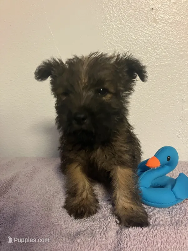 Cory – Cairn Terrier puppy for sale in Hammonton, NJ