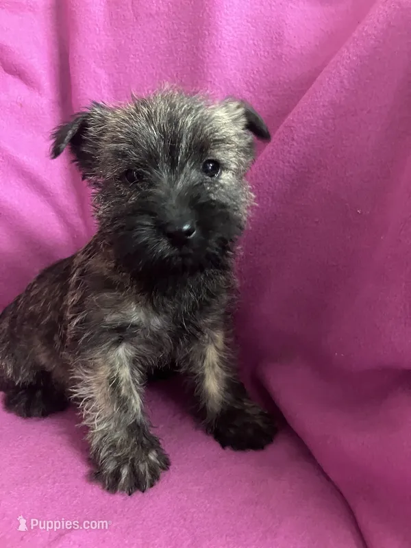 Corky – Cairn Terrier puppy for sale in Hammonton, NJ