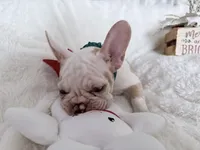 Daisy, a female French Bulldog for sale in Long Beach, CA – Photo 4 of 5