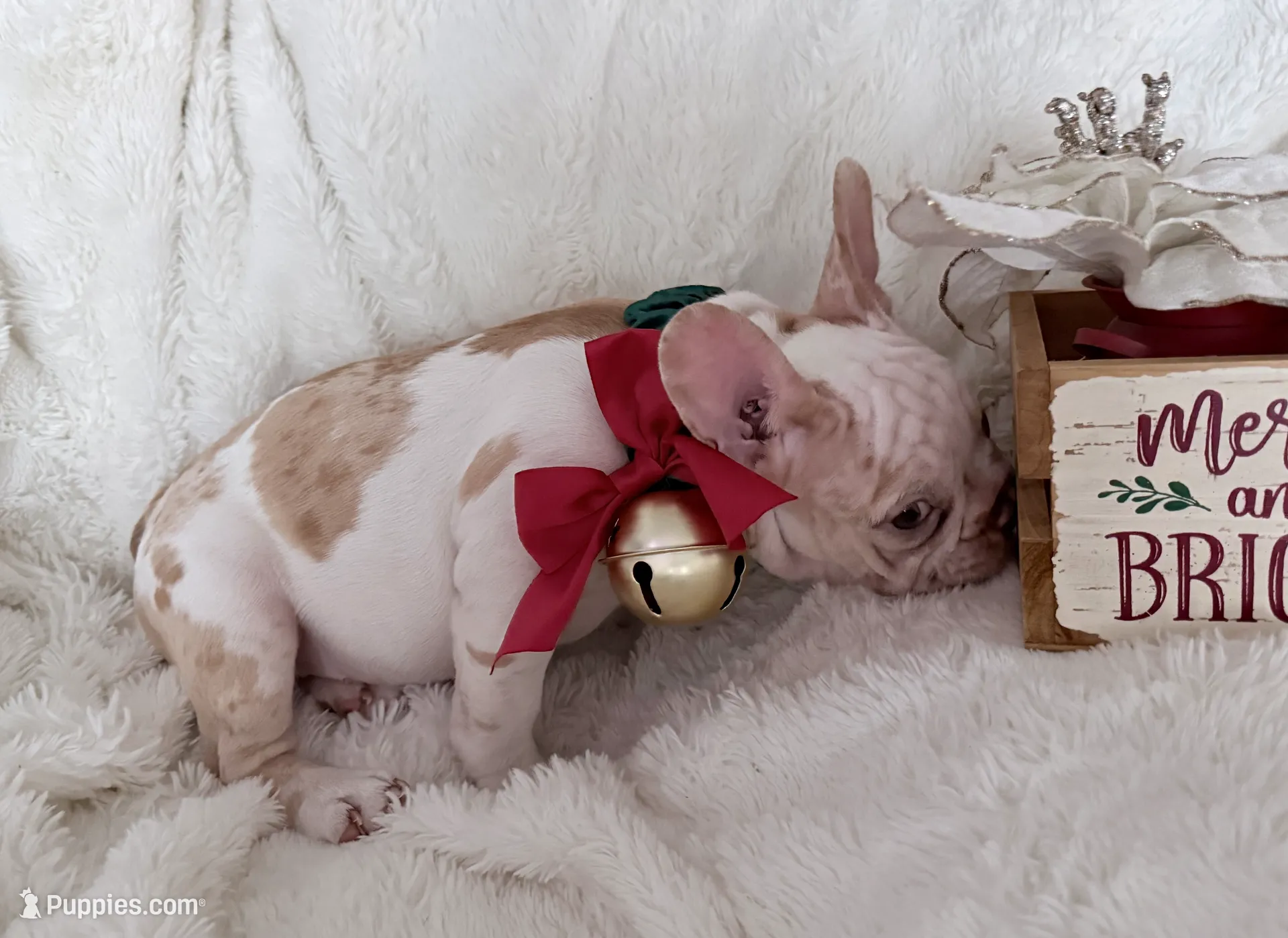 Daisy, a female French Bulldog for sale in Long Beach, CA – Photo 5 of 5