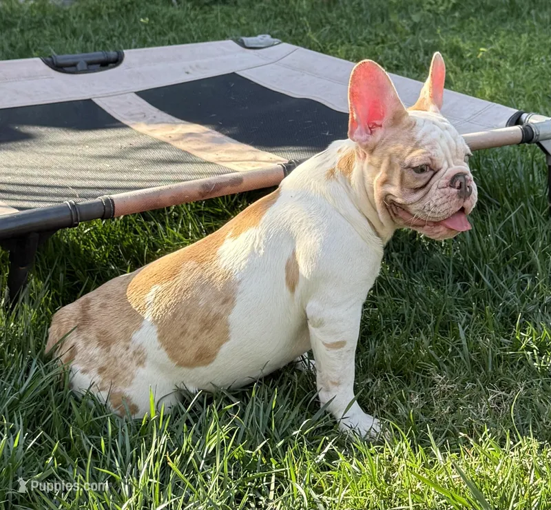 Daisy – French Bulldog puppy for sale in Long Beach, CA