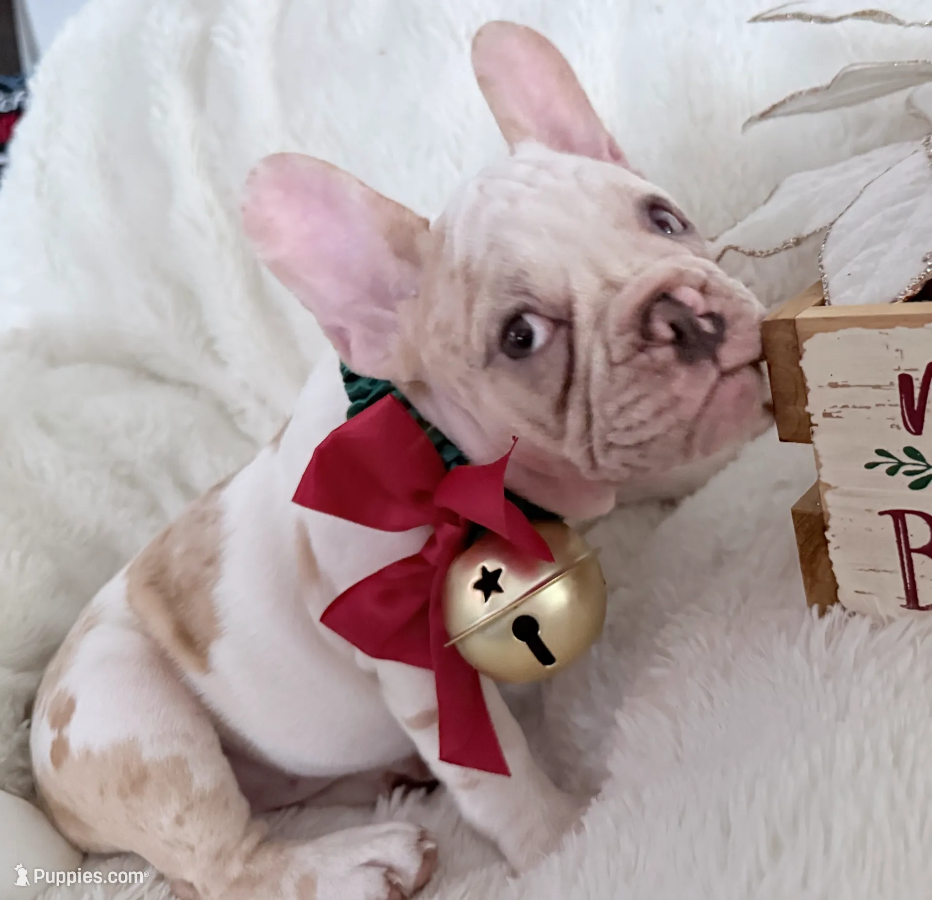 Daisy, a female French Bulldog for sale in Long Beach, CA – Photo 3 of 5