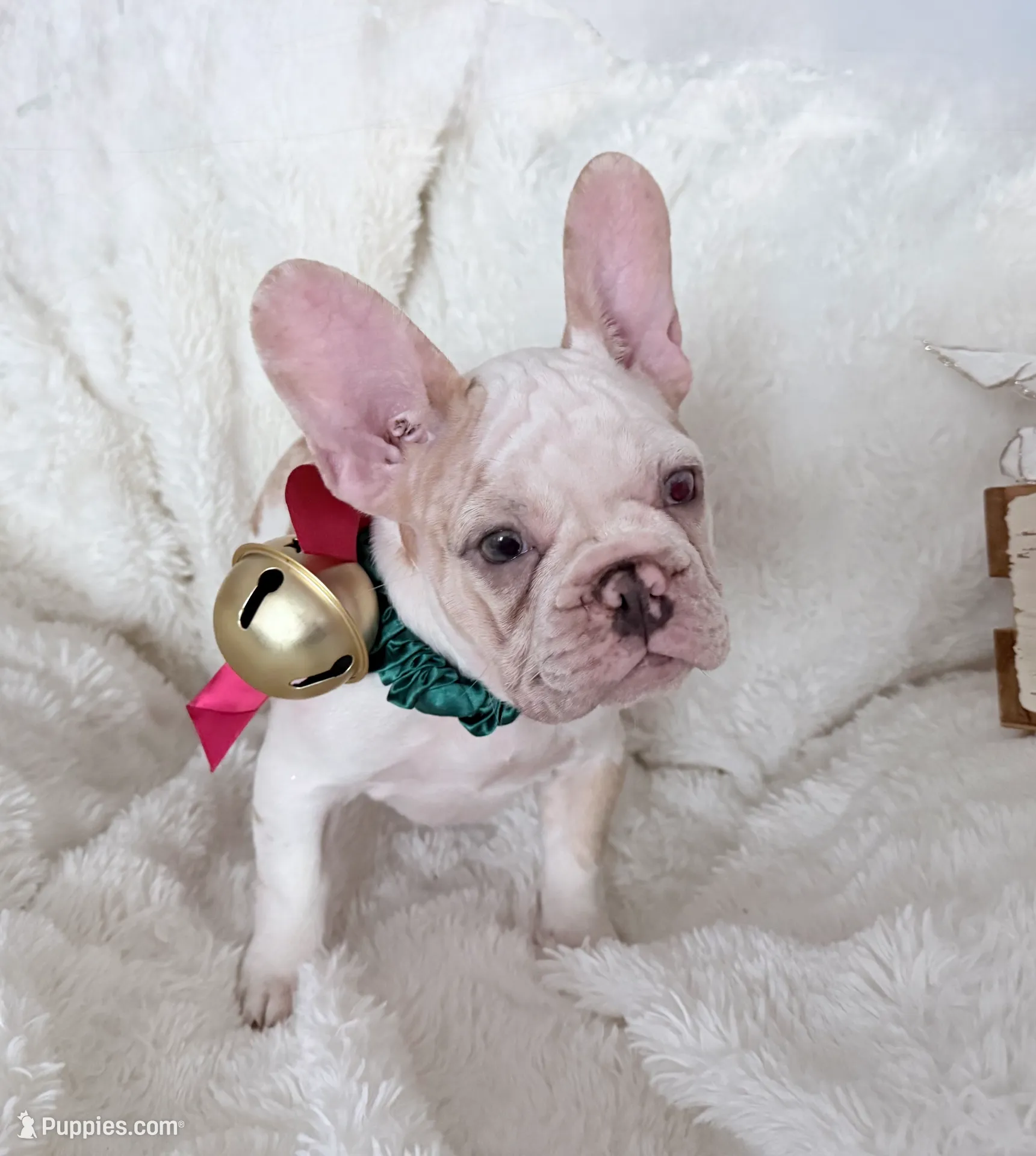 Daisy, a female French Bulldog for sale in Long Beach, CA – Photo 2 of 5