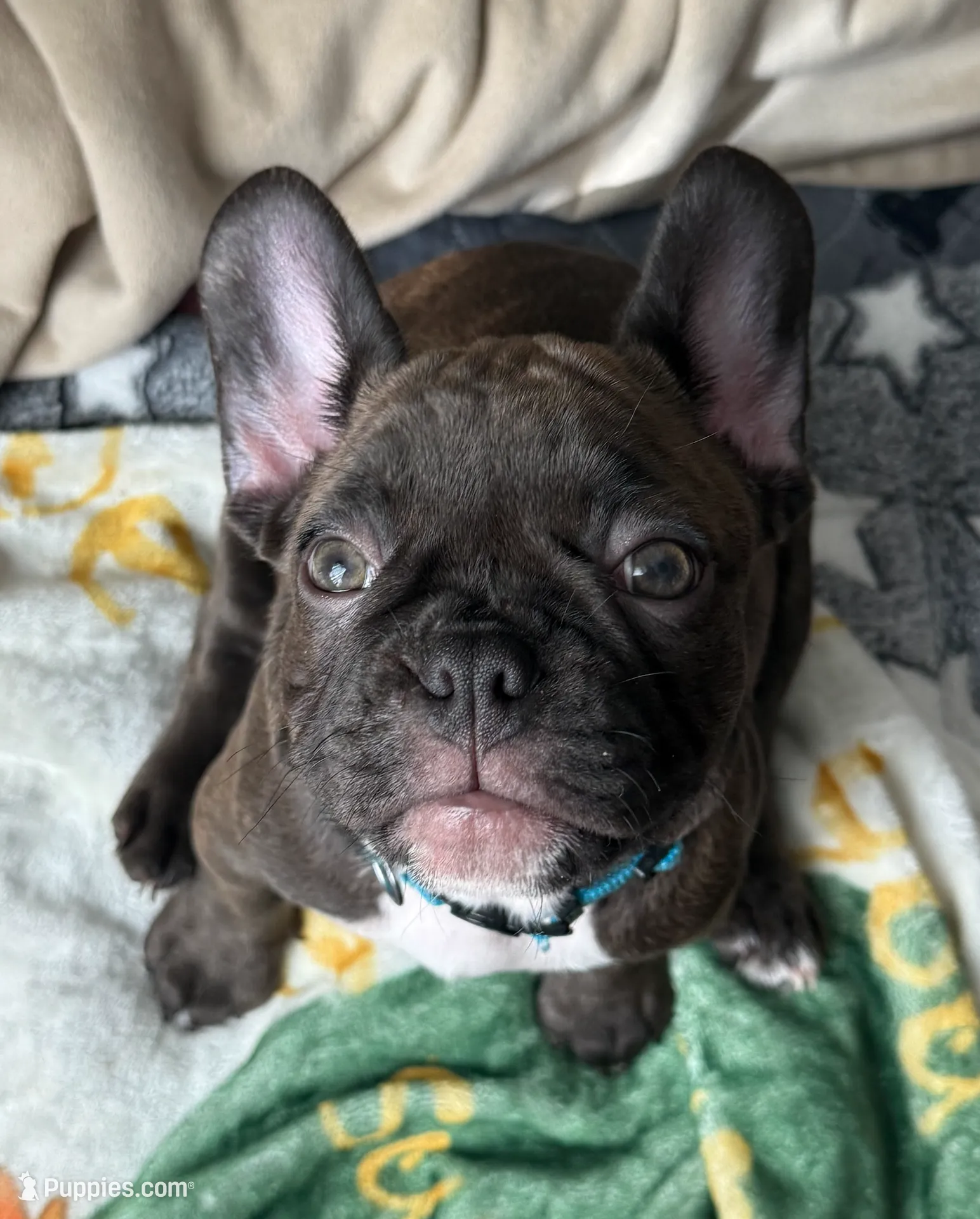 Trixie, a female French Bulldog for sale in Long Beach, CA – Photo 4 of 5