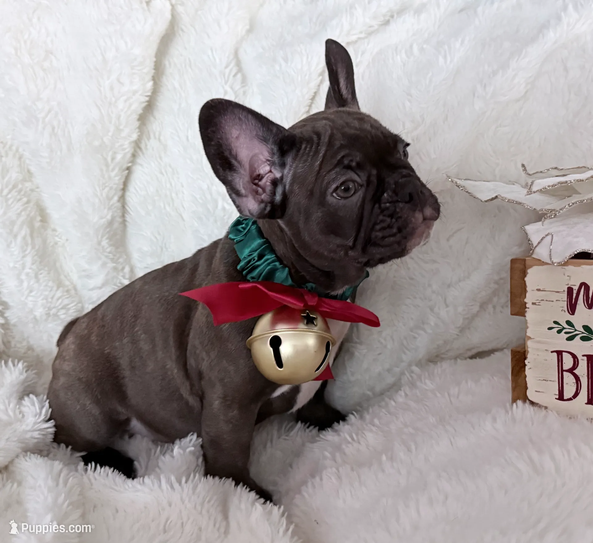 Trixie, a female French Bulldog for sale in Long Beach, CA – Photo 2 of 5