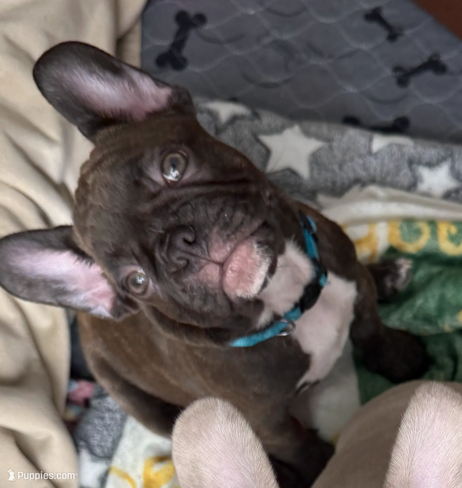 Trixie, a female French Bulldog for sale in Long Beach, CA – Photo 5 of 5