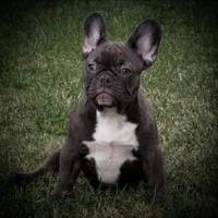Trixie, a female French Bulldog for sale in Long Beach, CA – Photo 1 of 5