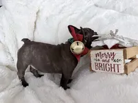 Trixie, a female French Bulldog for sale in Long Beach, CA – Photo 3 of 5