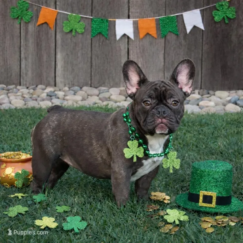 Trixie – French Bulldog puppy for sale in Long Beach, CA