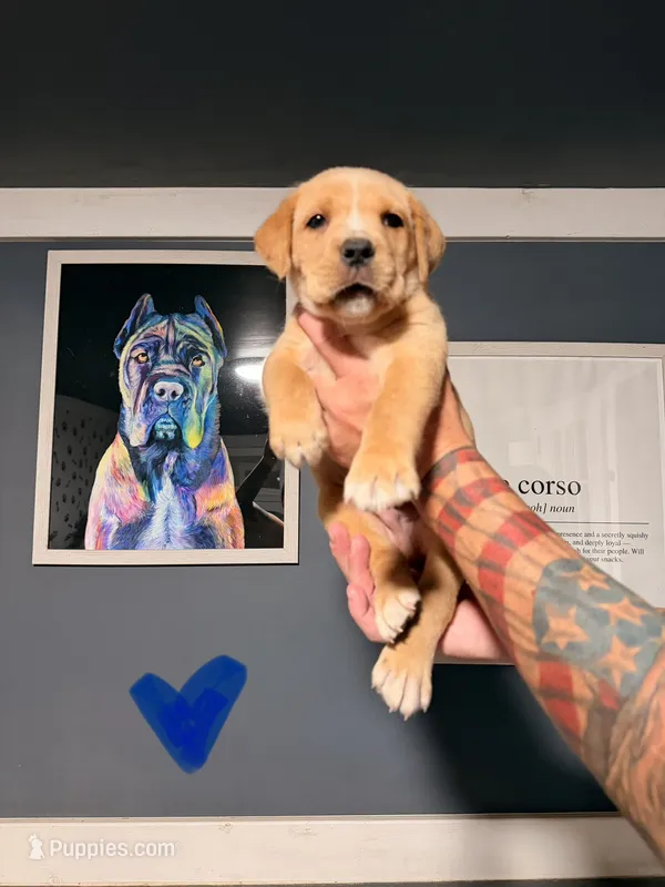 Yellow – Cane Corso puppy for sale in Saint Augustine, FL