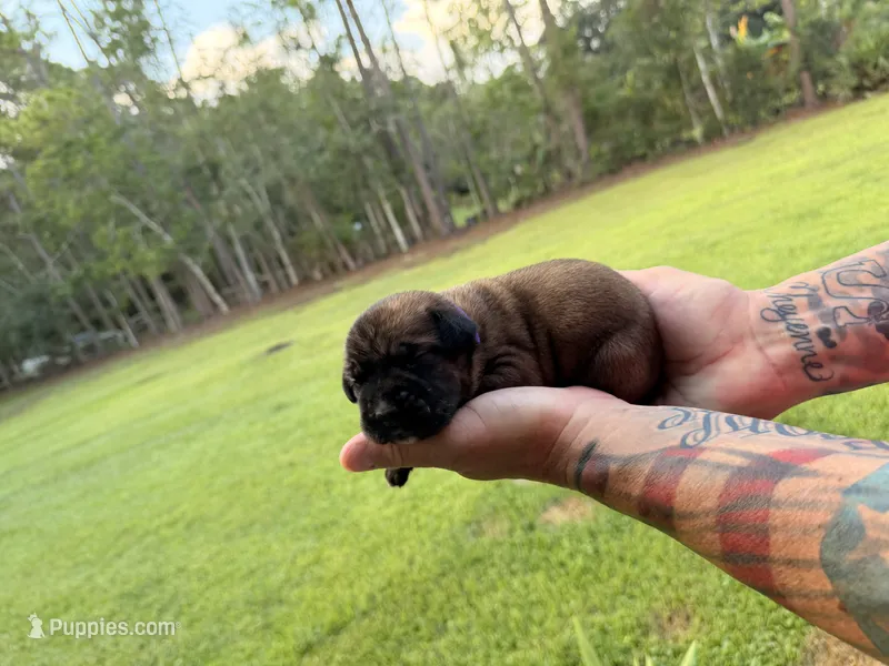 Purple – Cane Corso puppy for sale in Saint Augustine, FL