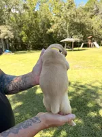 Yellow, a male Cane Corso for sale in Saint Augustine, FL – 8 of 8