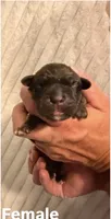 Gray, a female Cane Corso for sale in Saint Augustine, FL – 2 of 2