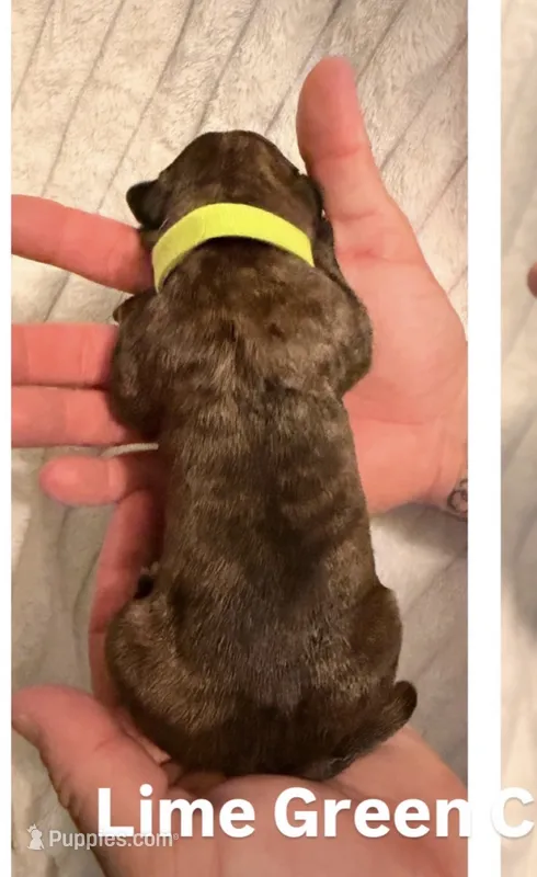 Lime Green – Cane Corso puppy for sale in Saint Augustine, FL