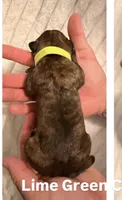 Lime Green, a male Cane Corso for sale in Saint Augustine, FL – 1 of 1